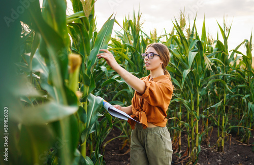 Business woman farmer stands in a corn field with a clipboard and examines the corn on the cob. Agriculture concept. Modern digital technologies. Agronomist on the farm. Harvest care concept.