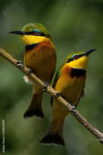 Little bee-eaters with catchlights on diagonal branch