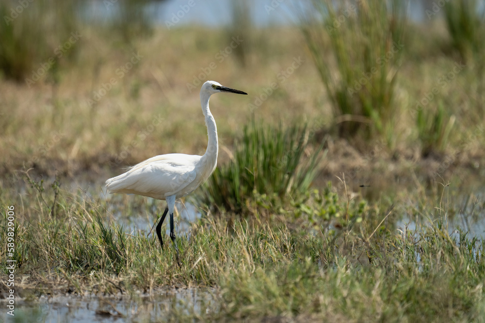 Fototapeta premium Little egret stands in grass by river