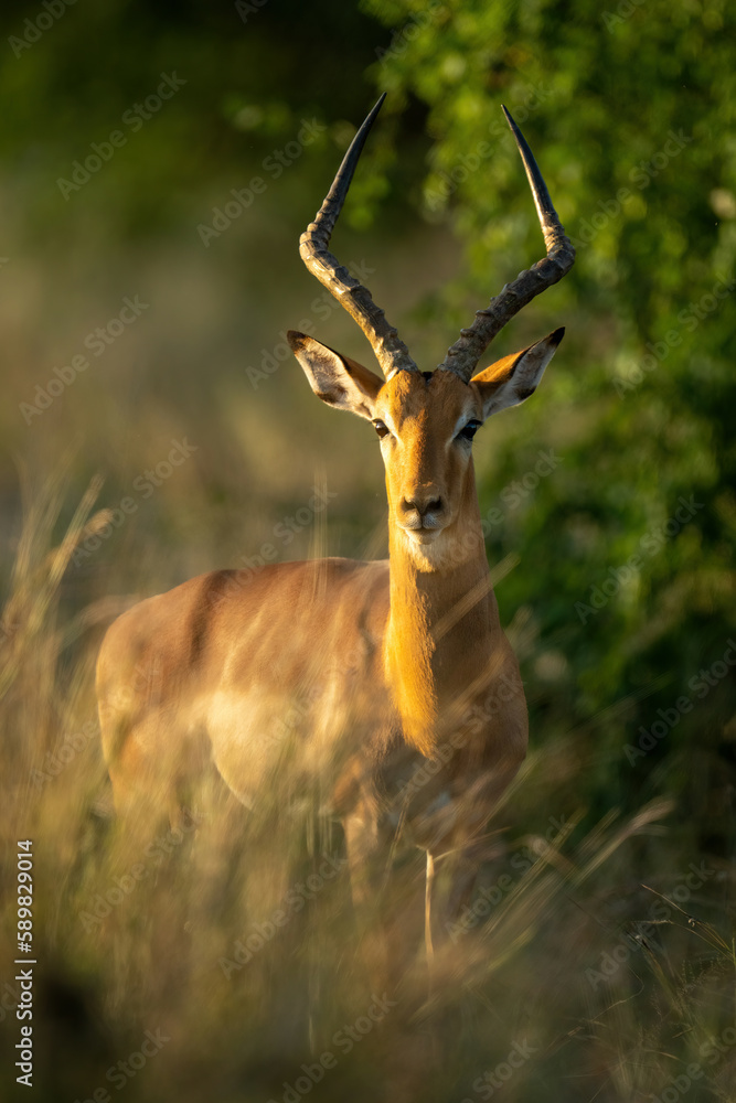 Naklejka premium Male common impala stands staring in bushes