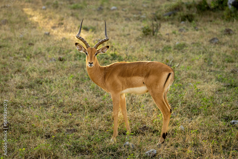 Naklejka premium Male common impala stands turning towards camera