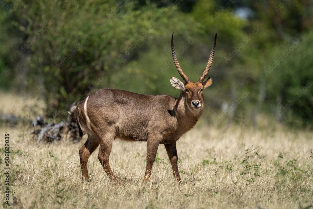 Male common waterbuck stands in grass staring