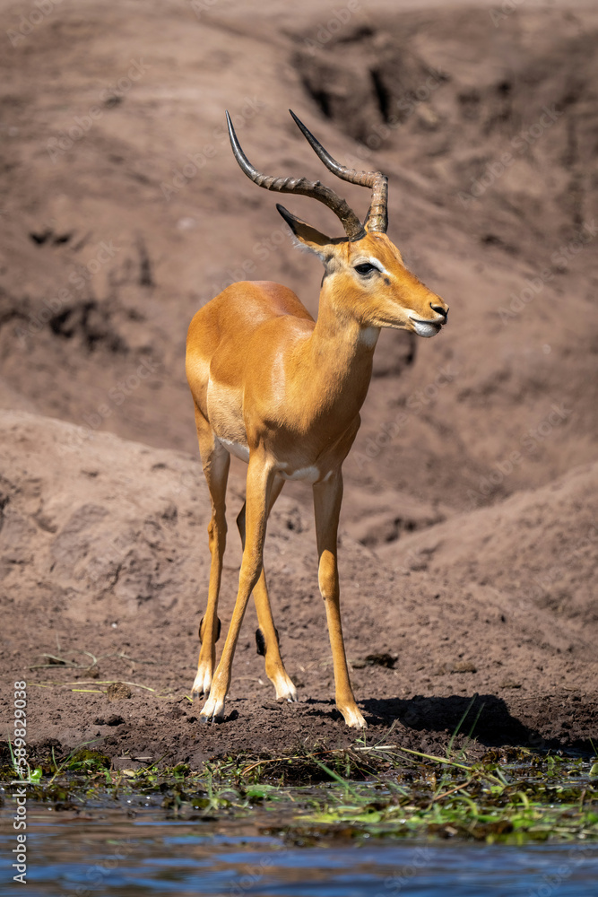 Male common impala stands on sunny riverbank Male common impala stands on sunny riverbank