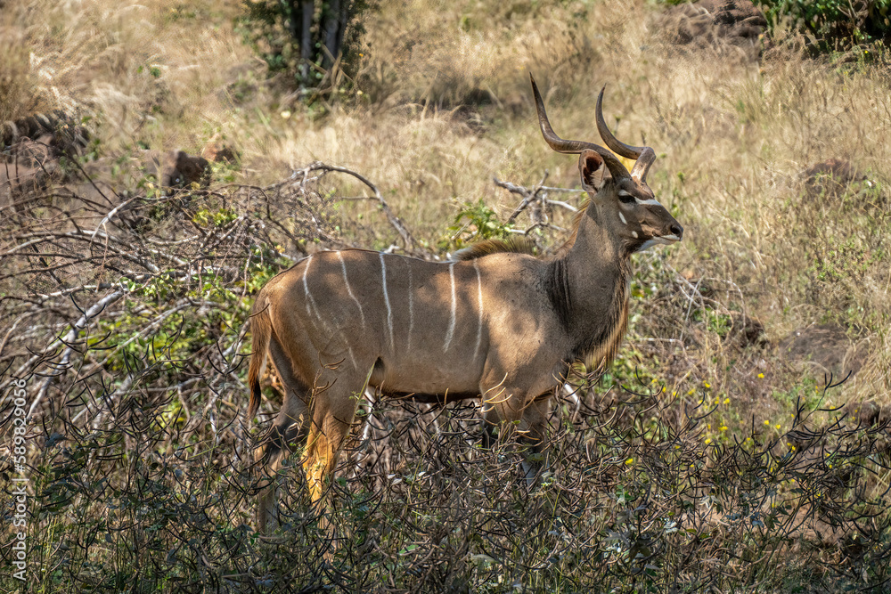 Male greater kudu stands in dappled sunlight Male greater kudu stands in dappled sunlight