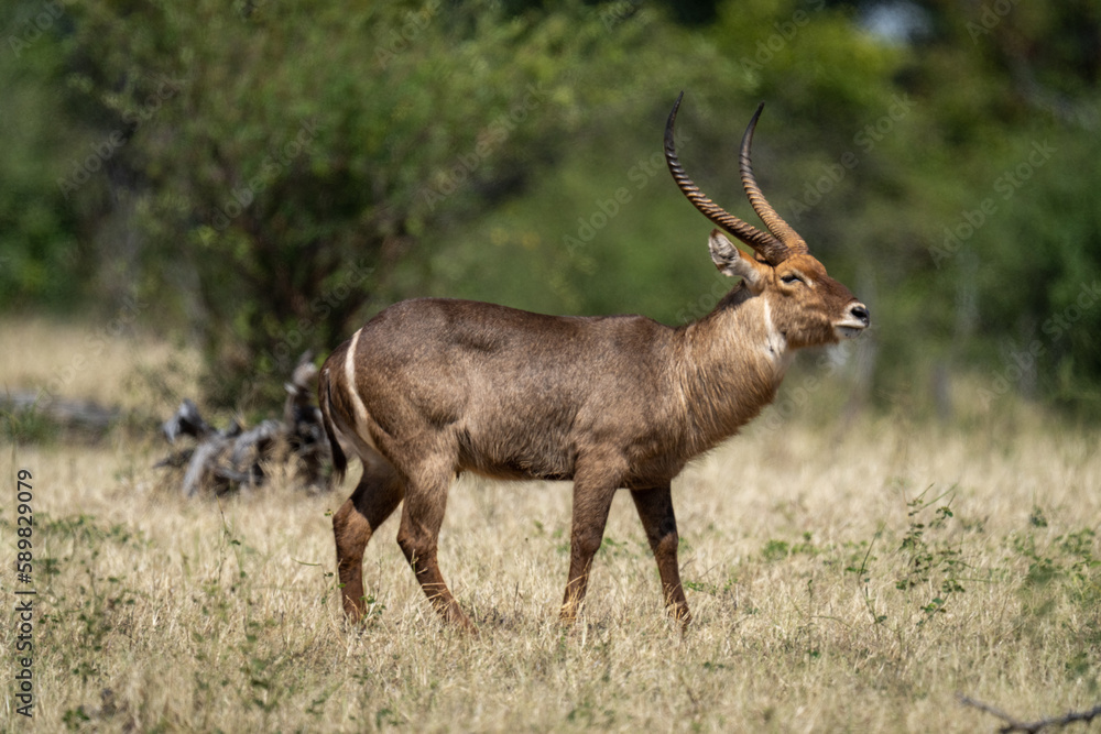 Male common waterbuck stands on sunlit grassland Male common waterbuck stands on sunlit grassland