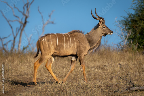 Male greater kudu crosses track in savannah