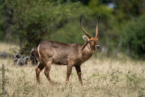 Male common waterbuck stands in long grass