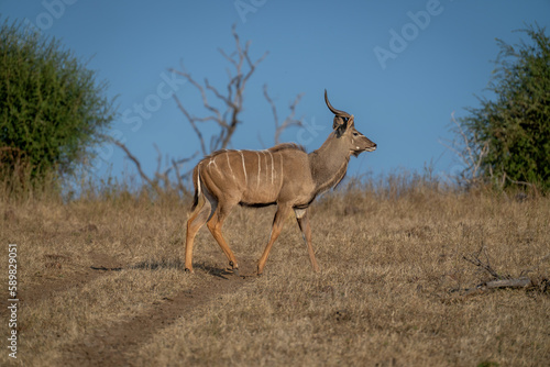 Male greater kudu crosses track in sunshine