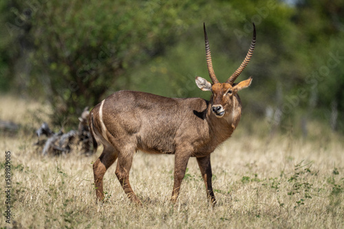 Male common waterbuck standing turning towards camera © Nick Dale