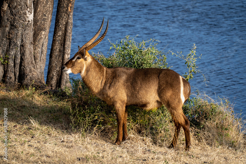 Canvas Print Male common waterbuck stands on sunny riverbank
