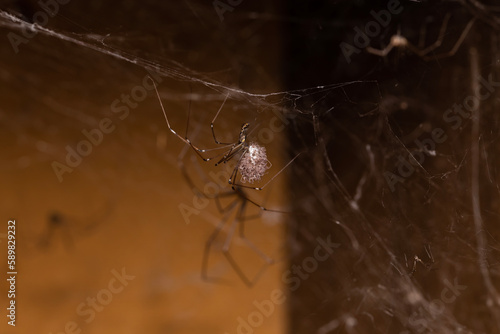 Daddy long legs spider holding it's babies and eggs with its pedipalps that have just come out of incubation