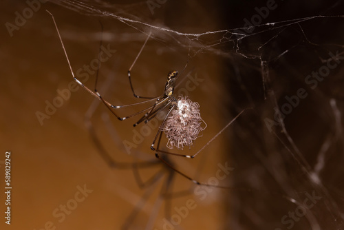 Daddy long legs spider holding it's babies and eggs with its pedipalps that have just come out of incubation