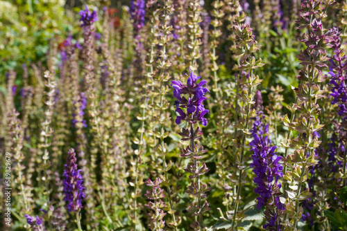 lavender flowers