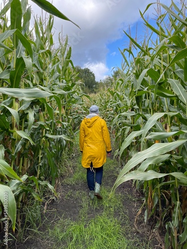 Durch das Maislabyrinth mit gelber Regenjacke