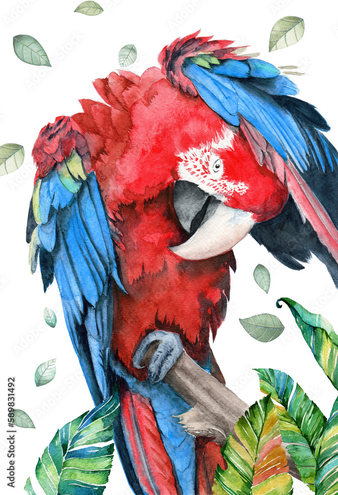Obraz premium Watercolor illustration of a large parrot with colorful red and blue wings preening its feathers with its beak