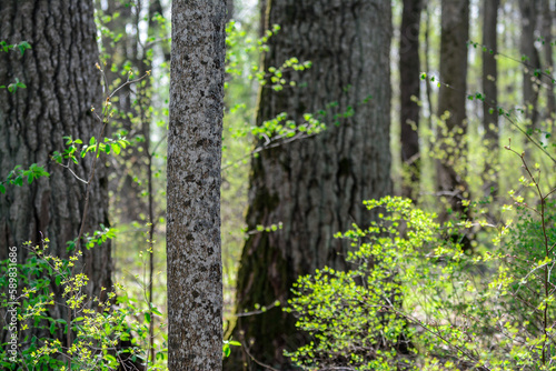 Tree stump  close up in the forest