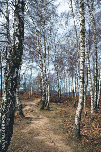 Path in the beech forest