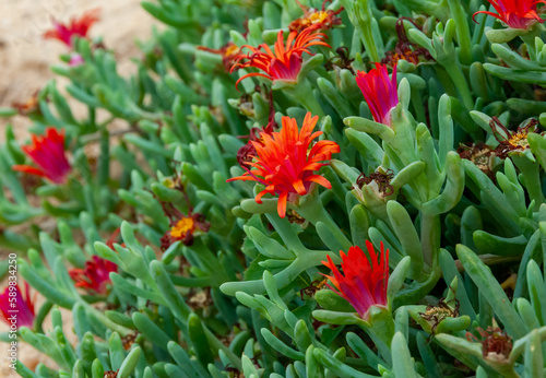 (Malephora crocea) groundcover ornamental plant with red flowers near a hotel in Marsa Alama, Egypt photo