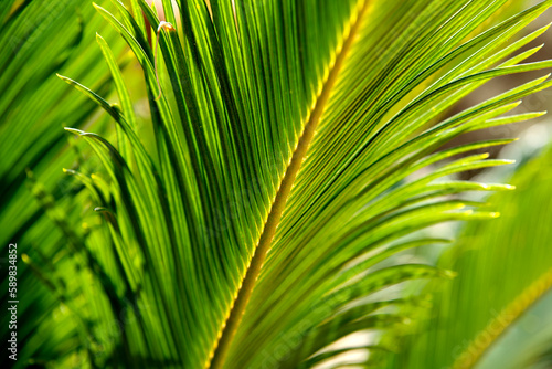 green palm leaf in the rays of the sun