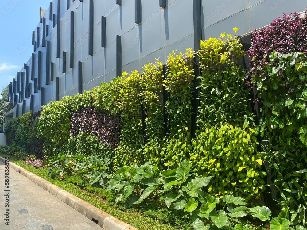 Naklejka premium portrait of beautiful and neat wall plants