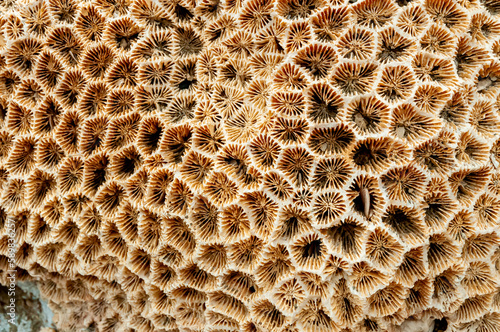 Calcareous skeleton of dead corals. Marsa Alam  Abu Dabab  Egypt