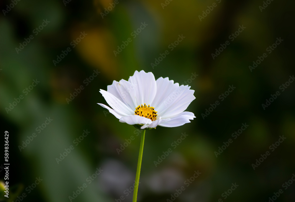 One daisy on dark background. copy space for text. One daisy on dark background. copy space for text.