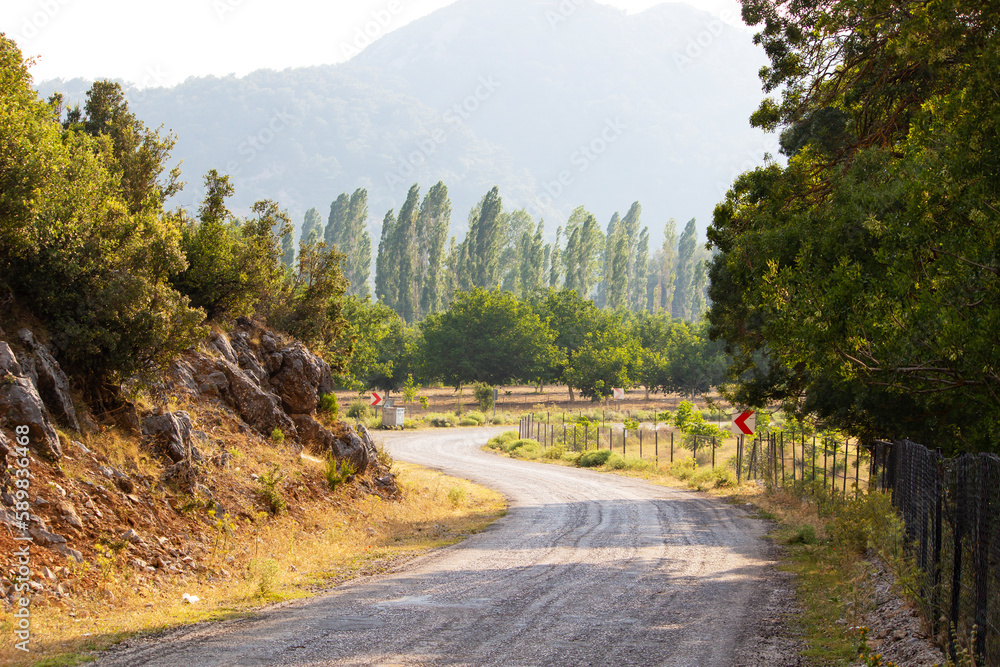 winding country road between trees. forest road in sunlight. winding country road between trees. forest road in sunlight.