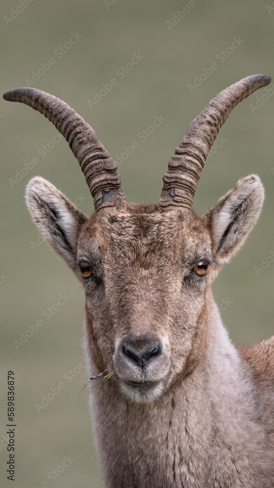 A close-up of an Ibex in lower Austria.