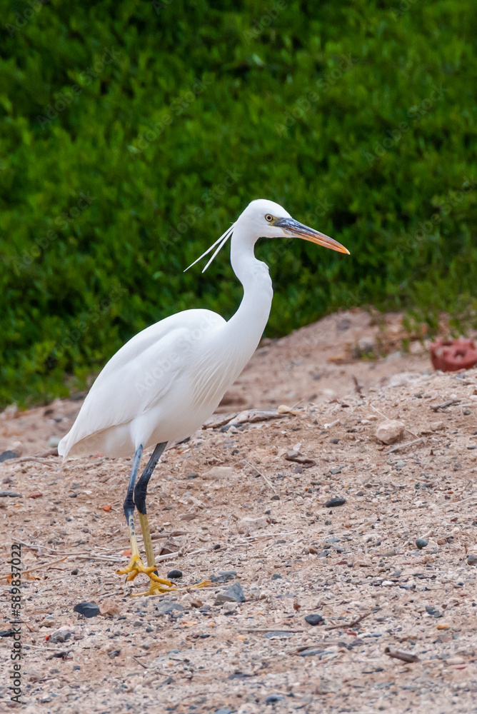 A white heron bird hunts on a sandy shore, Red Sea, Marsa Alam, Egypt A white heron bird hunts on a sandy shore, Red Sea, Marsa Alam, Egypt