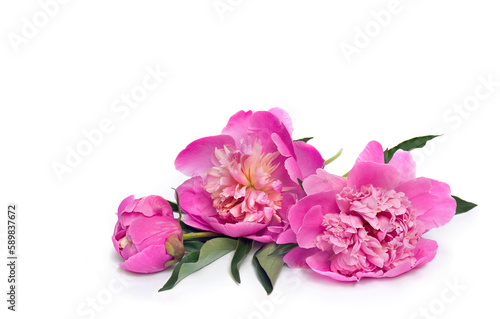 Pink peonies on a white background with space for text