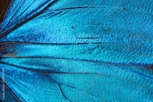 splendido dettaglio di ali di farfalla colorate, le minuscole squame delle ali di farfalla, ali colorate di farfalla photo