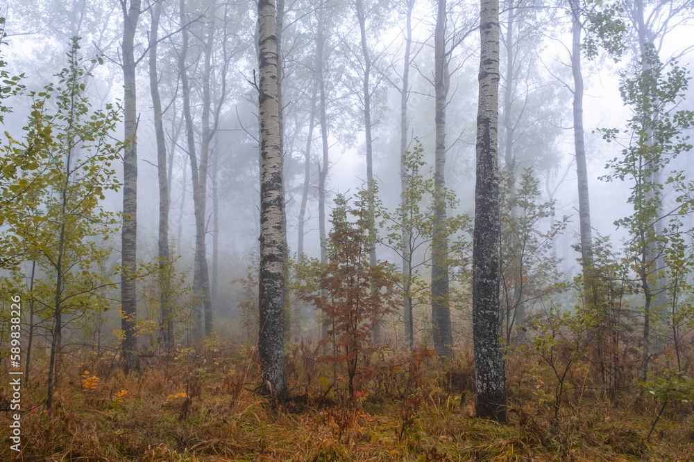 Beautiful forest on a foggy autumn day. Fairy, autumnal mysterious forest trees with yellow leaves. Panoramic wide shot