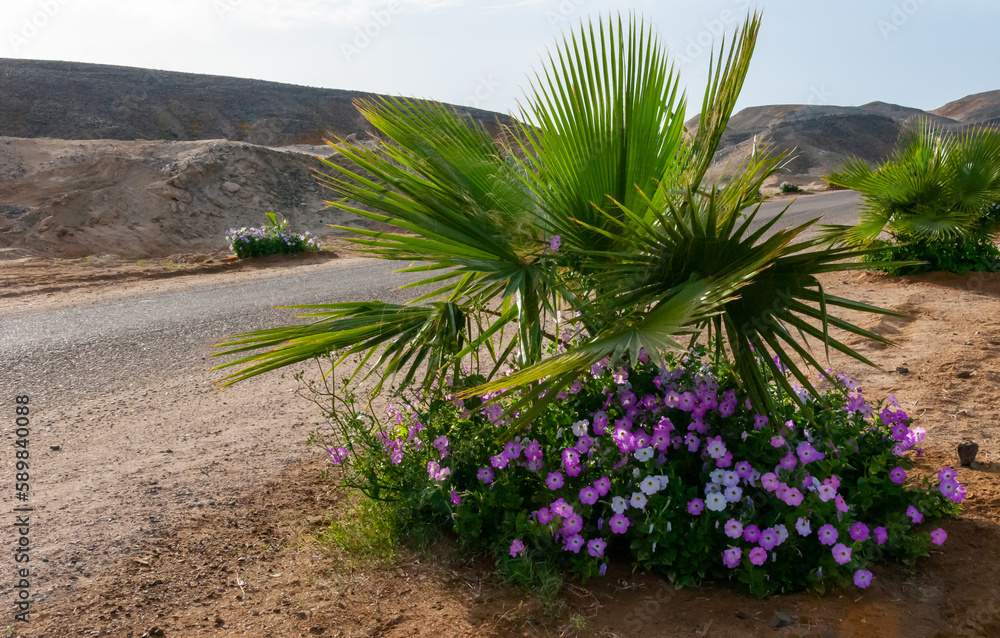 Flowering petunias near palm trees, decoration with plants along the road in Egypt, Marsa Alam Flowering petunias near palm trees, decoration with plants along the road in Egypt, Marsa Alam