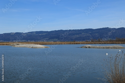 Fototapeta Naklejka Na Ścianę i Meble -  Blick auf die Naturlandschaft am Einlauf des Rheins in den Bodensee