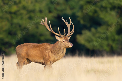 Close up of a red deer stag in autumn © giedriius