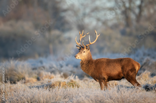 Close up of a Red deer stag in winter