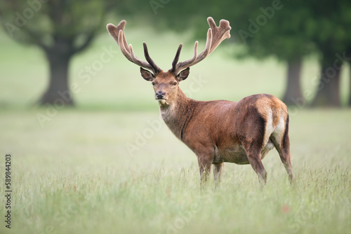 Red deer stag with velvet antlers in summer