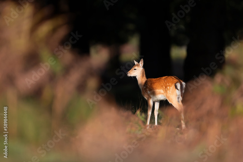Close up of a Fallow deer calf in autumn