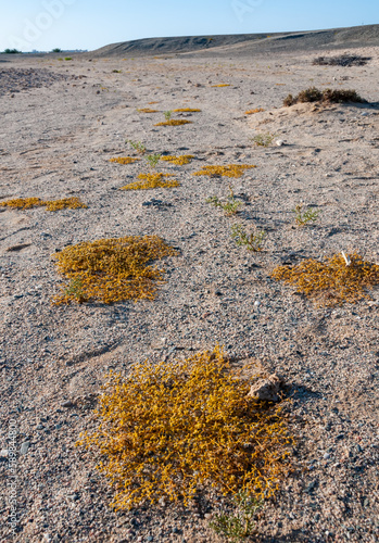 Yellow succulent salt tolerant plant in the Egyptian desert near the shore of the Red Sea