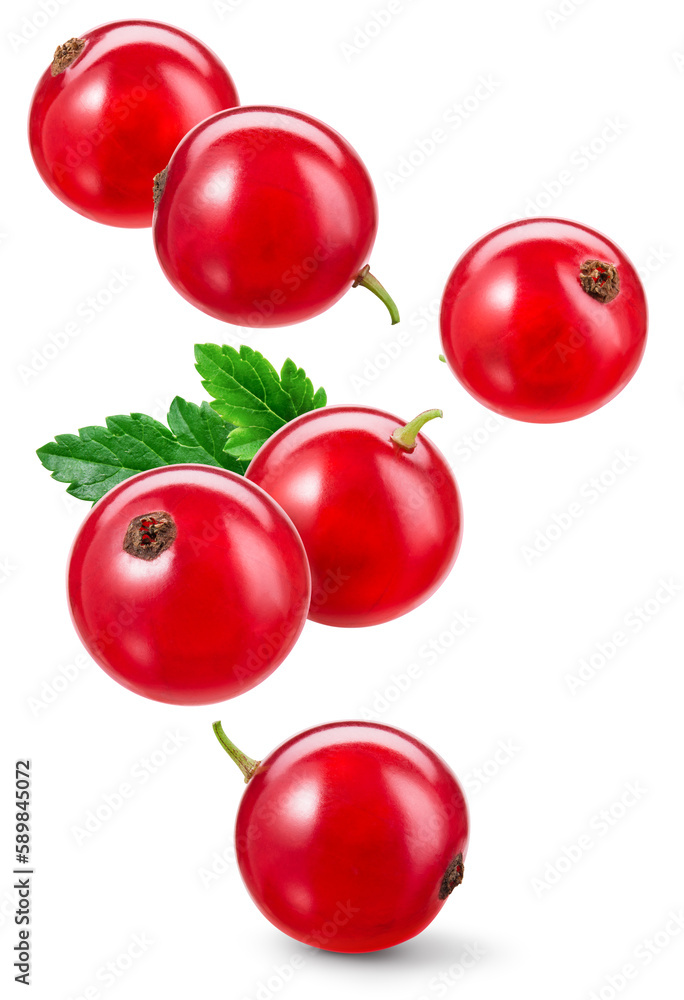 Red currant isolated. Currant red on flying on white background. Perfect retouched currant berry with leaf falling on white. Full depth of field. Red currant isolated. Currant red on flying on white background. Perfect retouched currant berry with leaf falling on white. Full depth of field.