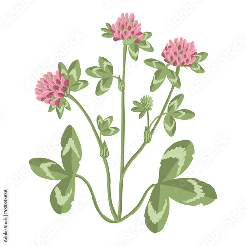 red clover, field flowers, vector drawing wild plants at white background, floral elements, hand drawn botanical illustration