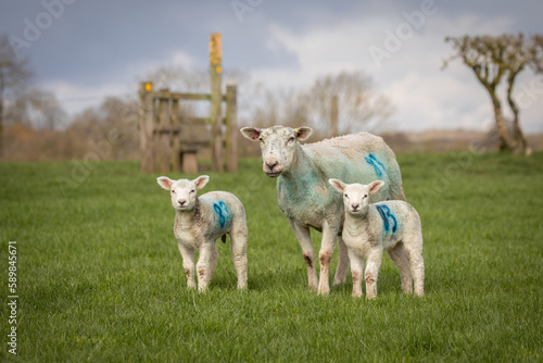 sheep and lambs