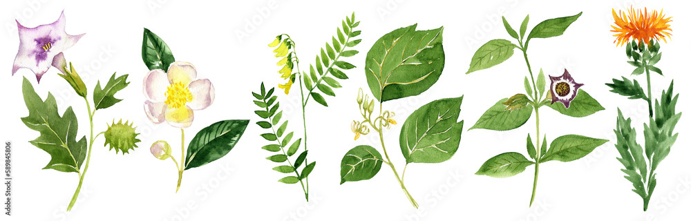 Obraz premium watercolor drawing herbs of traditional chinese medicine, devil's trumpet, Camellia sinensis,Mongolian milkvetch, Alangium chinense, Mountain henbane plant and safflower, hand drawn illustration