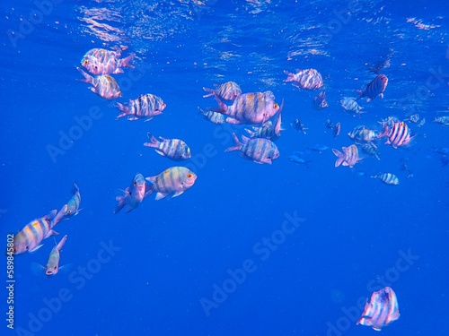 Tropical fish and coral reef near Jaz Maraya, Coraya bay, Marsa Alam, Egypt