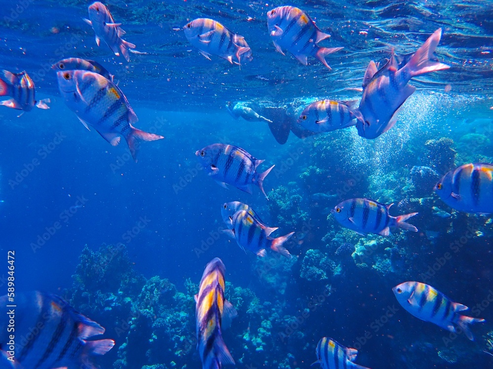 Fototapeta premium Tropical fish and coral reef near Jaz Maraya, Coraya bay, Marsa Alam, Egypt