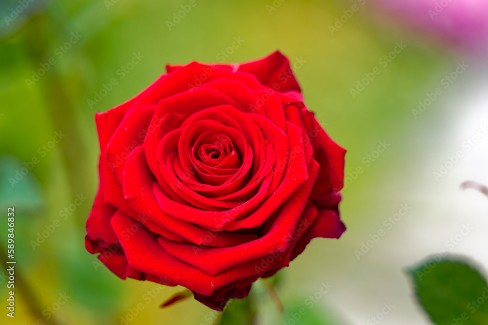 Close-up of beautiful red blossom of rose at own garden at City of Zürich. Photo taken April 7th, 2023, Zurich, Switzerland. Close-up of beautiful red blossom of rose at own garden at City of Zürich. Photo taken April 7th, 2023, Zurich, Switzerland.