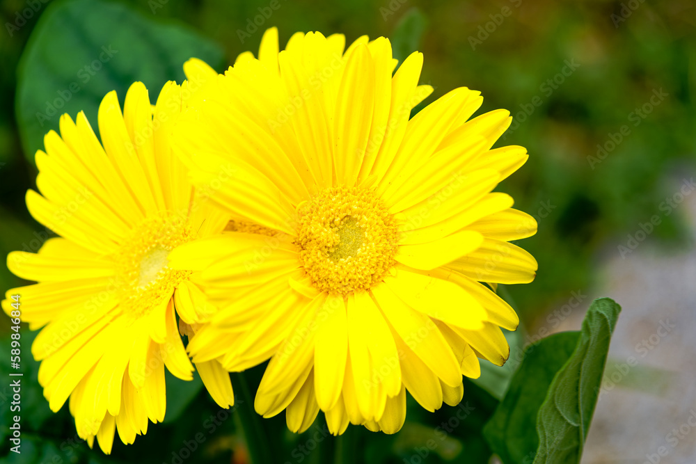 Close-up of beautiful yellow blossom of Gerbera at own garden at City of Zürich. Photo taken April 7th, 2023, Zurich, Switzerland. Close-up of beautiful yellow blossom of Gerbera at own garden at City of Zürich. Photo taken April 7th, 2023, Zurich, Switzerland.