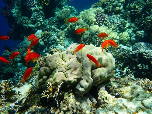 Tropical fish and coral reef near Jaz Maraya, Coraya bay, Marsa Alam, Egypt photo