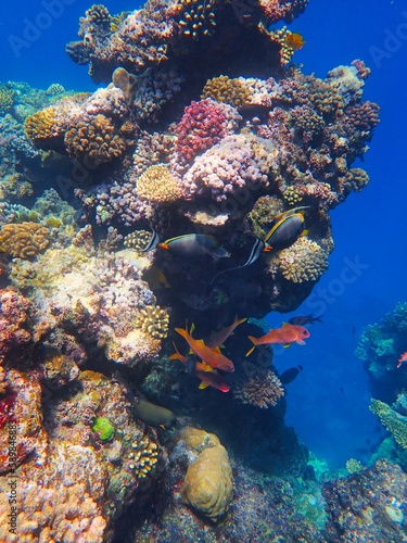 Fototapeta Naklejka Na Ścianę i Meble -  Tropical fish and coral reef near Jaz Maraya, Coraya bay, Marsa Alam, Egypt