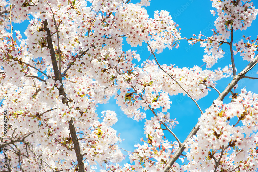 background of a blooming cherry plum tree background of a blooming cherry plum tree